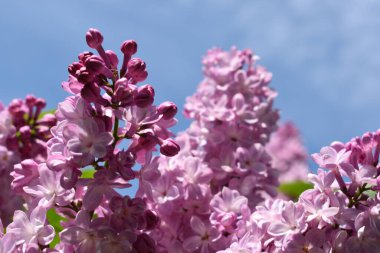 Temiz bir gökyüzüne karşı doğal arkaplan eflatunu dalları