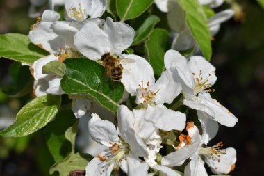 Çiçek açan bir ağacın narin çiçeğindeki bahar arısı.