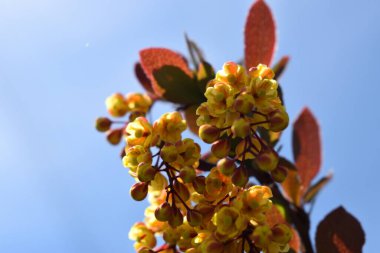 Doğanın arka planında güzel sarı çiçekler ve gökyüzünün arka planında koyu yapraklar var.