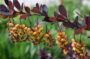 Doğa arka planda ilkbahar güzel sarı yapraklı çiçekler