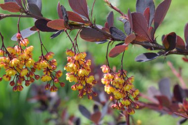 Doğa arka planda ilkbahar güzel sarı yapraklı çiçekler