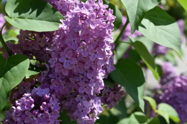    Arkaplan bahar çiçekleri leylak