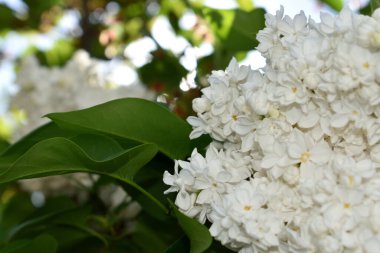 Doğa arka planı bahar çiçekleri beyaz leylak