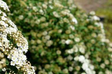 yeşil yapraklı narin beyaz çiçekler