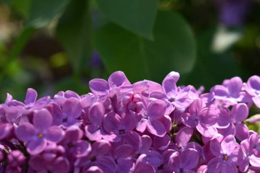    Arkaplan bahar çiçekleri leylak