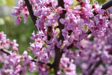 Bahar çiçeklerindeki doğa arısı leylak