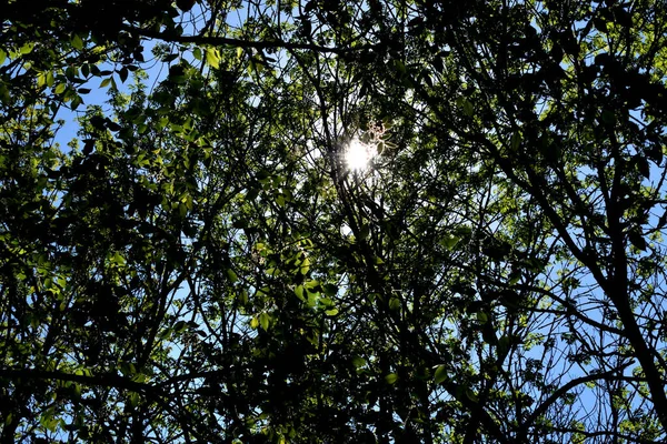 Фон Лучи Солнца Через Корону Деревьев — стоковое фото