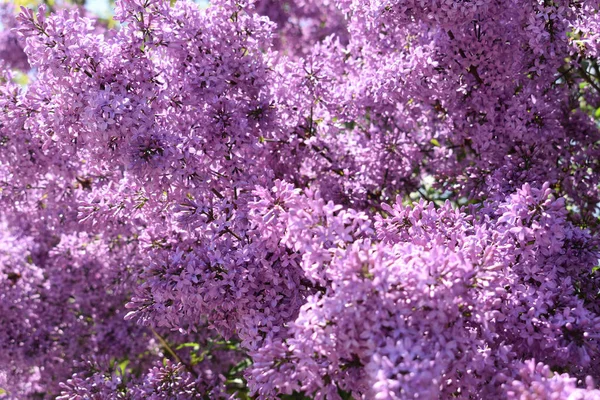 Ature Background Spring Flowers Lilac — Stock Photo, Image
