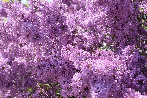 Maturo Sfondo Primavera Fiori Lilla — Foto Stock