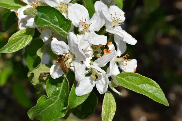 Ape Primavera Natura Fiore Delicato Albero Fiorente Foto Stock