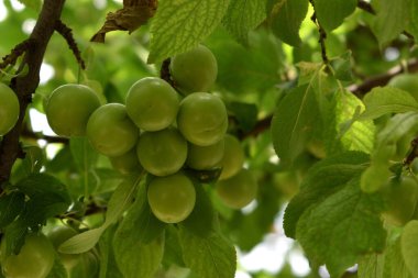 Yaz yeşili arkaplan. Ağaç dalında olgunlaşmamış meyve.
