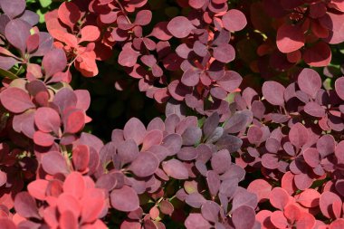 Kırmızı yapraklı güzel doğal arka plan çalıları