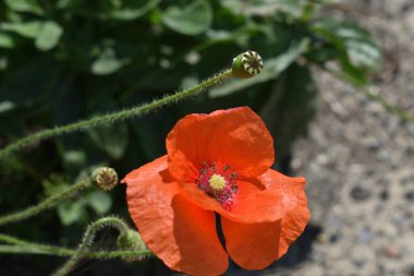 Yaz bitkisi kırmızı gelincik çiçeği