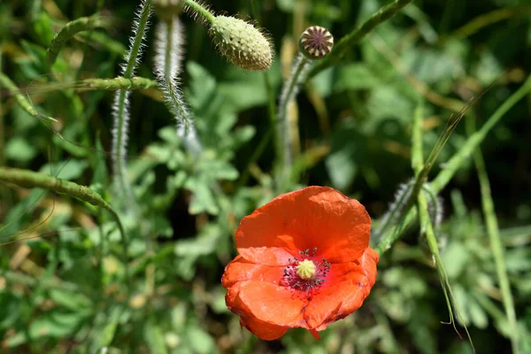 Planta Verão Flor Papoula Vermelha — Fotografia de Stock