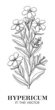 VECTOR 'daki beyazların arka bahçesinde tıbbî plan HYPERİCUM