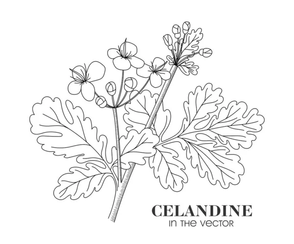 Celandina Plantas Médicas Fundo Branco Vector — Vetor de Stock