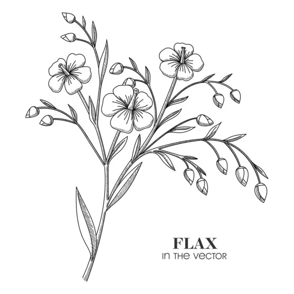Flax Las Plantas Médicas Fondo Blanco Vector — Vector de stock