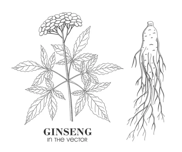 Ginseng Las Plantas Medicamentales Fondo Blanco Vector — Vector de stock