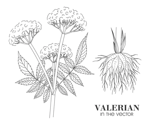 Valeriano Plantas Médicas Sobre Fundo Branco Vector — Vetor de Stock