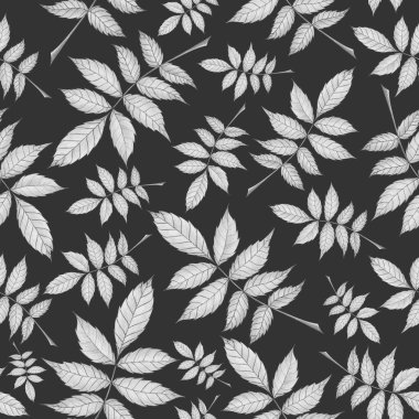 Ash akçaağaç yapraklı pürüzsüz paten Gri bir sırt üzerinde ayrılıyor.