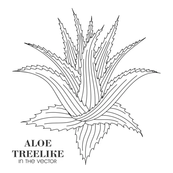 Drawing Linear Treelike Aloe Sobre Background Branco Num Vector — Vetor de Stock