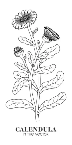 Medicinal Plant Calendula White Background Vector — ストックベクタ