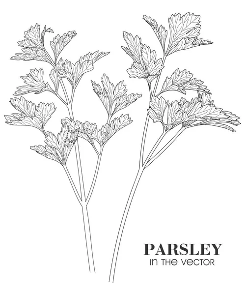 Medicinal Plant Parsley White Background Vector — ストックベクタ