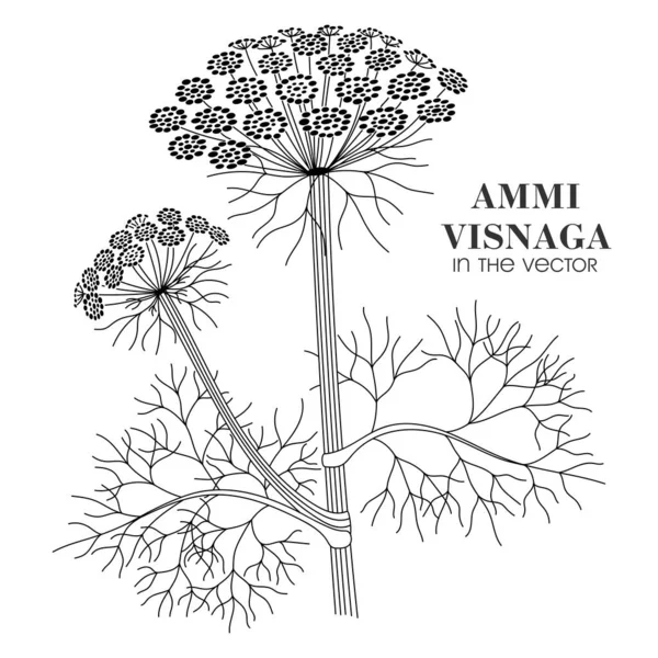 Medicinal Plant Ammi Visnaga White Background Vector — ストックベクタ