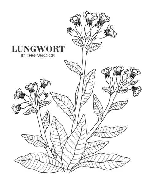 ベクトルの白い背景にラングワートの線型描画 — ストックベクタ