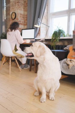 Evde sahibi olan bir köpek.