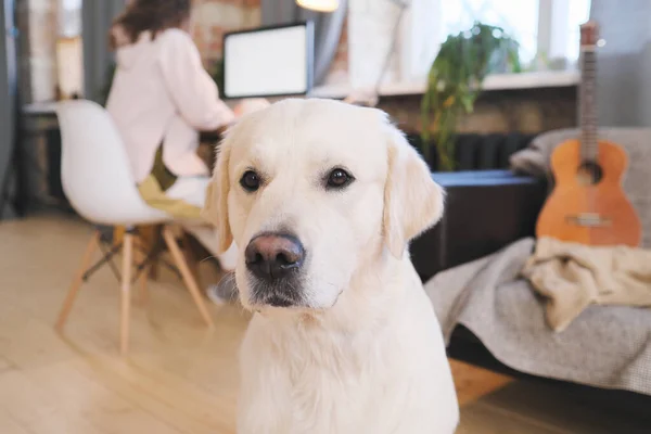 Evdeki güzel labrador. — Stok fotoğraf