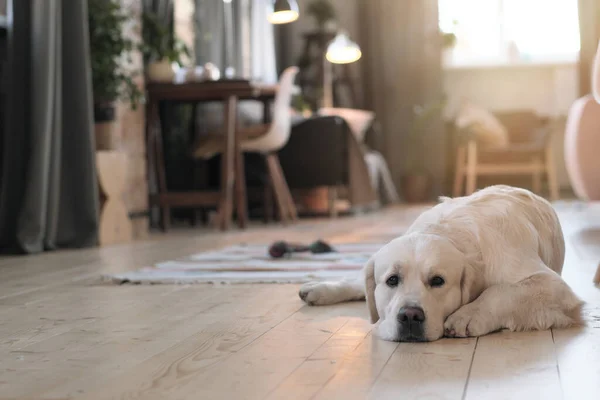 Köpek evde dinleniyor.