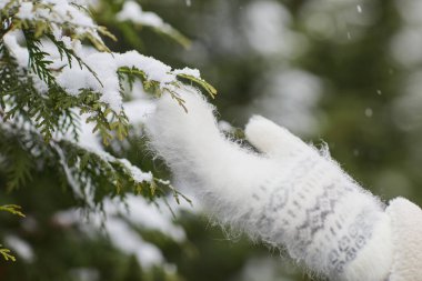 Snow on fir tree clipart