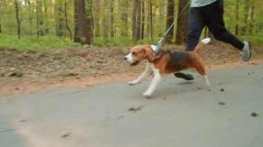 Spor giyim kuşağında, yaz günü parkta antrenman yaparken tasmalı bir av köpeğiyle koşan tanınmayan bir adamın düşük kesiminden.