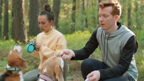 Young Man Woman Training Two Beagle Dogs Walk Park Summer — Stock Video