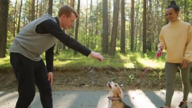Genç adam tahta sopa tutuyor ve parkta yürürken neşeli kız arkadaşının tasmasını tutarken sevimli av köpeğiyle oynuyor.