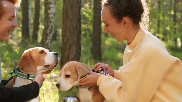 Joven Pareja Alegre Sonriendo Acariciando Dos Adorables Perros Beagle Mientras — Vídeos de Stock