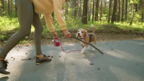 Joven Mujer Feliz Sosteniendo Palo Madera Jugando Con Perro Beagle — Vídeos de Stock