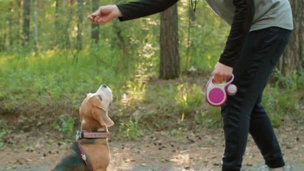 Joven Hombre Caucásico Entrenando Perro Beagle Dándole Capricho Aire Libre — Vídeos de Stock