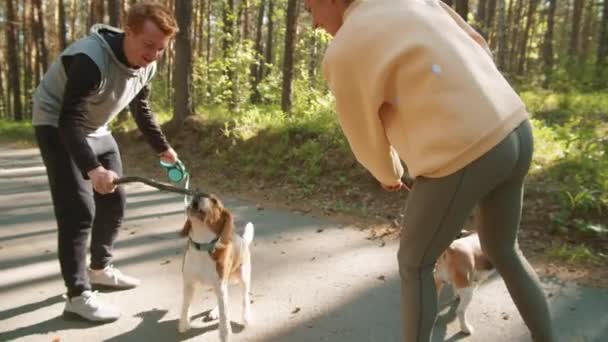 Fiatal Férfi Kezében Botokat Játszik Két Beagle Kutya Séta Közben — Stock videók