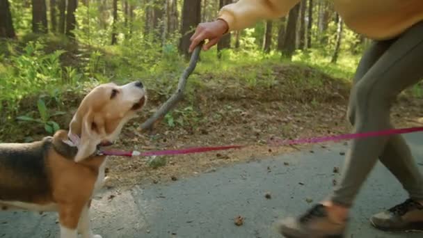 Emocionado Perro Beagle Saltando Tratando Coger Palo Madera Mientras Juega — Vídeos de Stock