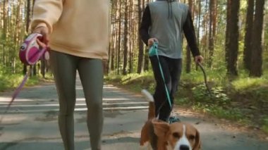 İki enerjik av köpeğinin tasma takıp yaz günü erkek ve kadın sahipleriyle parkta yürürken yakın plan çekimleri.