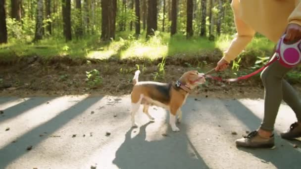 Joven Mujer Positiva Lindo Perro Beagle Tirando Palo Madera Mientras — Vídeos de Stock