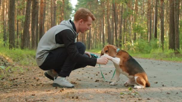 Joven Alegre Jugando Con Adorable Perro Beagle Parque Durante Paseo — Vídeos de Stock