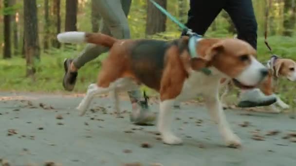 Close Tiro Dois Cães Beagle Enérgicos Trelas Correndo Com Proprietários — Vídeo de Stock