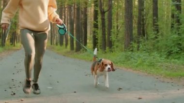 Spor kıyafetli genç bir kadının yaz günü parkta antrenman yaparken tasmalı bir av köpeğiyle koşuşunu çek.