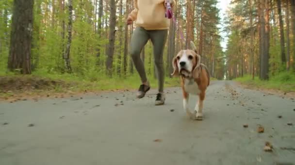 Niski Odcinek Dopasowanej Kobiety Odzieży Sportowej Biegającej Uroczym Psem Gończym — Wideo stockowe