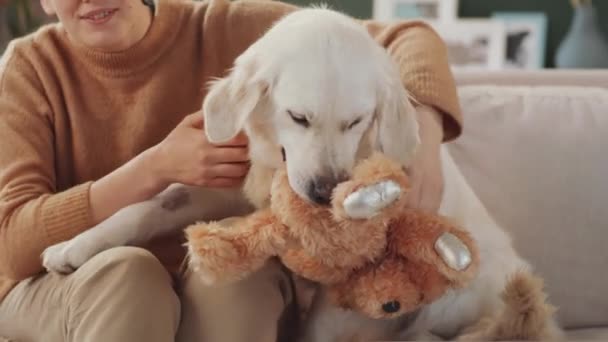 陽気Caucasian女性取りますクマおもちゃから可愛いです黄金取得犬同時に遊びますペットとともにソファに家に — ストック動画