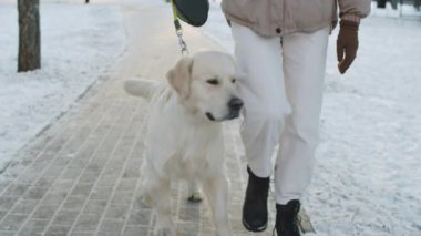 Dış giysili genç bir kadın kış günü parkta Golden Retriever köpeğiyle kameraya doğru yürüyor.