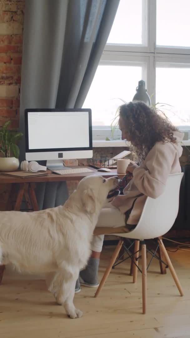 Tiro Vertical Mujer Joven Jugando Remolcador Con Adorable Perro Golden — Vídeo de stock